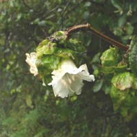 Strobilanthes hookeri Nees